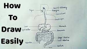 Are you looking for the best images of human digestive system drawing? How To Draw Human Digestive System Easily Step By Step Youtube