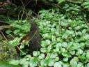 Image result for Peperomia fernandopoiana