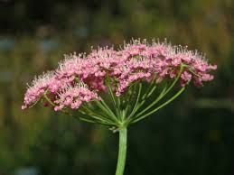 Image result for Pimpinella buchananii