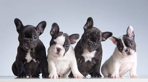Puppy Scams Soar Amid Pandemic Pennsylvania Ag Issues Warning Nbc10 Philadelphia