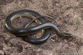 Regina septemvittata queen snake rhadinaea flavilata pine woods snake rhinocheilus lecontei western longnose snake. Striped Crayfish Snake Regina Alleni