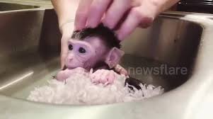 Angelametcalf published december 25, 2018 3,536. Newsflare Adorable Tiny Monkey Takes His First Bath In South Carolina Sink
