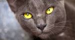 Korat Cat Breed | Facts, Highlights & Buying Advice ...