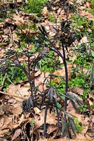 Image result for Blue Cohosh