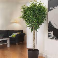 Image result for Ficus benjamina