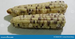 Maíz Dulce Color Crema Crema Polka Puntos Marrón Negro Bello Apetito útil  Sobre Un Fondo Blanco. Foto de archivo