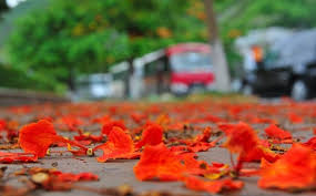 Kết quả hình ảnh cho hoa phượng đỏ