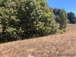 Image result for Daknopholis