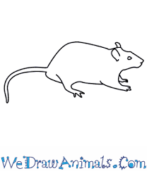 How To Draw A Rat