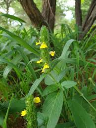 Image result for Justicia flava