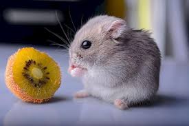 Get hints, track time, print, access previous puzzles and much more. Djungarian Hamster Play Jigsaw Puzzle For Free At Puzzle Factory