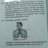 Youtu.be/oums2jdmmqk bahasa indonesia (part 1) : Kunci Jawaban Buku Detik Detik Latihan Ujian Tertulis 4 Usp Sd Mi Ipa Halaman 208 Bagian Uraian Brainly Co Id