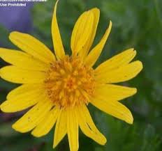 Image result for Euryops chrysanthemoides