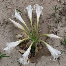 Image result for Crinum crassicaule