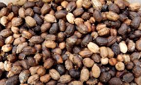 Image result for Cyphostemma hereroense