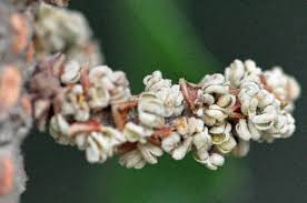 Image result for Myrica pilulifera
