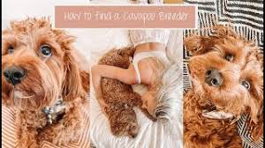 Windy acres puppy adoptions provides a trusted source for a family raised cavapoo puppy. Cavapoo Breeders By State The Complete List For 2021