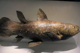 1857 any of an order ( coelacanthiformes ) of lobe finned fishes known chiefly from paleozoic and. File Gfp Coelacanth Fish Jpg Wikimedia Commons