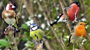 Bird Sounds Birds Singing Listen Beautiful Birds Chirping Singing In The Hedge Robin More Bird Song In 2020 Beautiful Birds Backyard Birds Bird