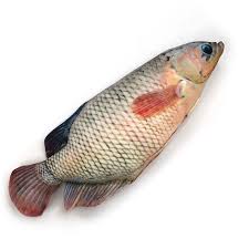 Check spelling or type a new query. Cod Boneka Ikan Gurame Untuk Penggemar Gurami Goreng Limited Lazada Indonesia