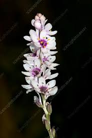 Image result for Wurmbea