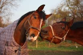 Maybe you would like to learn more about one of these? Buyer S Guide To Kentucky Horse Farms