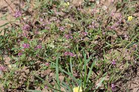 Image result for Gisekia africana