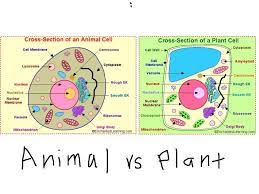 We did not find results for: I Made A New Kahoot On Getkahoot Called Cell Organelle Photosynthesis And Plant And Animal Cells Animal Cell Cell Diagram