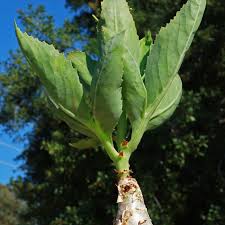 Image result for Cyphostemma