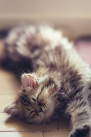 pin von a collector of pictures auf katz and babies hubsche katzen baby katzen susseste haustiere