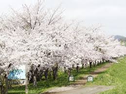 「桜づつみ」の画像検索結果