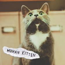 Chinese Food Interlude By Human Kitten Added To Folk Punk Diy Takeover Playlist On Spotify With Images Kittens Human Feelings