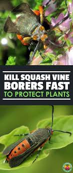 Pale plant bases, chewed up stems (frass). Protect Your Squash Plants From The Squash Vine Borer Squash Plant Garden Pests Growing Vegetables