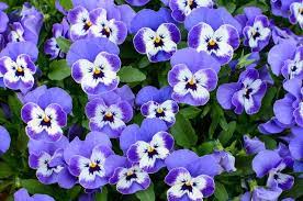 How To Care For Pansies Hunker Pansies Blue Lotus Flower Viola Flower