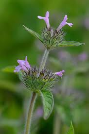 Image result for Clinopodium simense