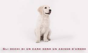 Per molti è un compagno fedele di vita, con cui trascorrere attività all'aria aperta che possono fare bene sia . Giornata Mondiale Del Cane Frasi E Citazioni Famose