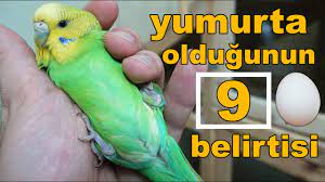 disi muhabbet kusu yumurta var mi 9 belirti youtube