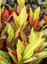 Image result for Croton polytrichus