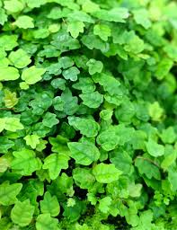 Image result for Ficus persicifolia