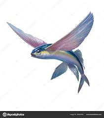 Image result for flying fish
