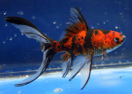 Www Raingarden Us 3308e Jpg Peces De Acuario Peceras Peces