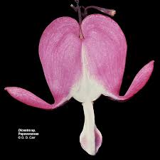 Image result for Fumariaceae