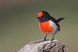 Become a patron of robin black today: Red Capped Robin Birdlife Australia