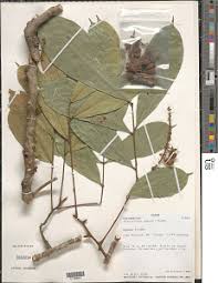 Image result for Eriocoelum microspermum