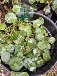 Check spelling or type a new query. Jual Bibit Daun Pegagan Obat Herbal Harga Murah Jual Ikan Koi Murah