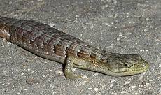 Maybe you would like to learn more about one of these? Southern Alligator Lizard Wikipedia