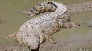 Karena kalau secara logika mana ada buaya yang diam didekati sama manusia, ucapnya. Mimpi Banyak Buaya Mati