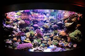 daily and weekly coral reef tank maintenance schedule