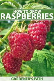 Maybe you would like to learn more about one of these? How To Grow Your Own Raspberries Gardener S Path