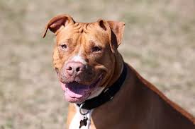 A red nose american pitbull terrier will have exactly that, a red nose. Brown And White American Pitbull Terrier Mix Pikrepo